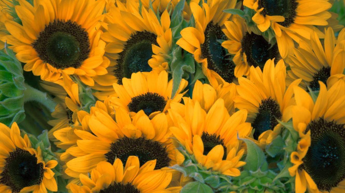 medium sunflowers